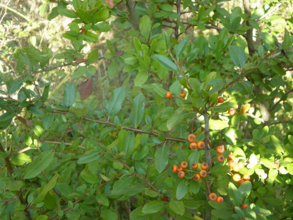 Pyracantha coccinea